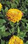 Seminte profesionale Zinnia elegans  - Circiumarese - imagine 48791